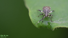 Eurystylus coelestialium