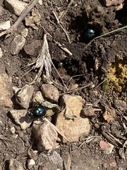 Leptinotarsa haldemani