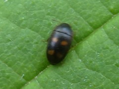 Litargus