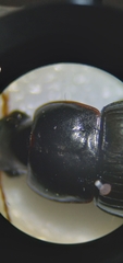 Harpalus cautus