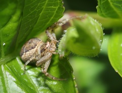 Xysticus croceus