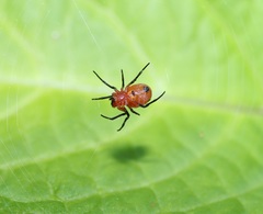 Hypsosinga sanguinea