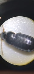 Harpalus cautus