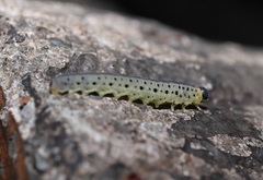 Tenthredinidae