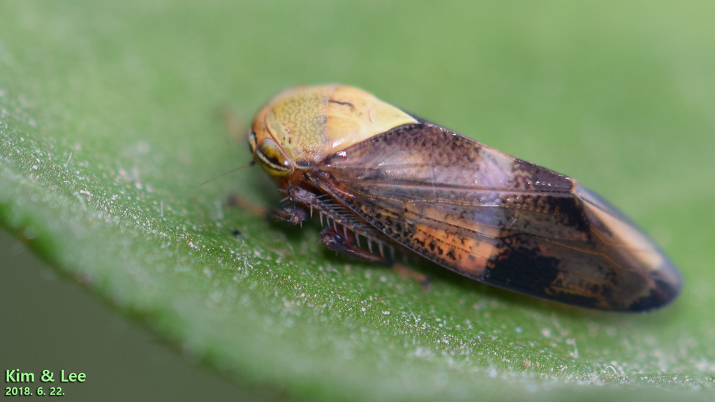 Drabescina