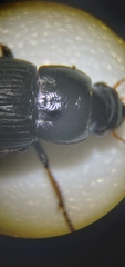 Harpalus cautus