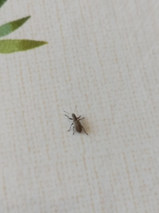 Polydrusus piliferus