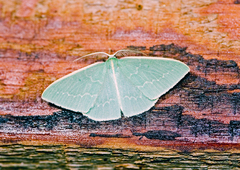 Chlorocoma melocrossa