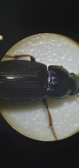 Harpalus cautus