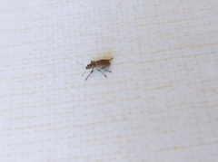 Polydrusus piliferus