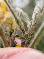 Genista canariensis image