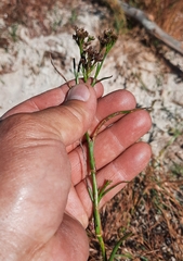Juncus heterophyllus