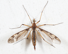 Tipula fuliginosa