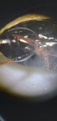 Harpalus cautus