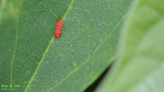 Cacopsylla coccinea
