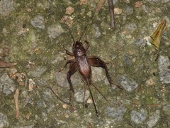 Teleogryllus