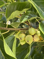 Cordia subcordata