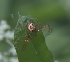 Ebelingia kumadai