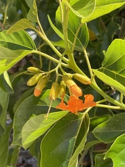 Cordia subcordata