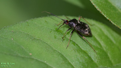 Deraeocoris ater
