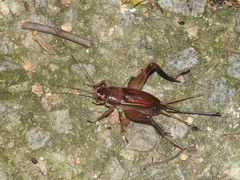 Teleogryllus