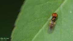 Microchrysa flaviventris