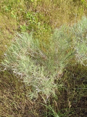 Artemisia tripartita