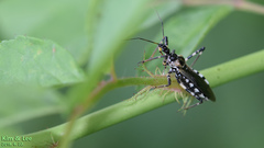 Sphedanolestes impressicollis