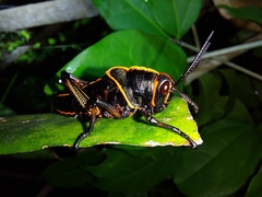 Taeniopoda varipennis