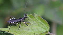 Sphedanolestes impressicollis