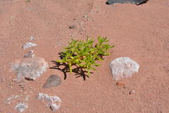 Halophytum ameghinoi