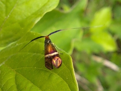 Adela australis