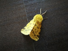 Diacrisia purpurata