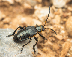Arima marginata
