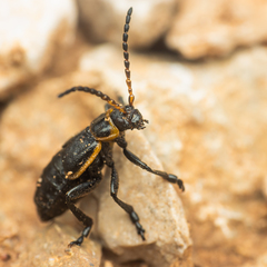 Arima marginata