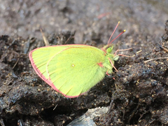 Colias palaeno