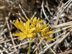 Triteleia lemmoniae