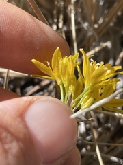 Triteleia lemmoniae
