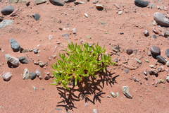 Halophytum ameghinoi
