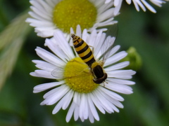 Syrphidae