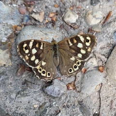 Pararge aegeria