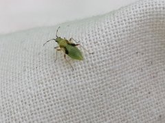Dryophilocoris flavoquadrimaculatus