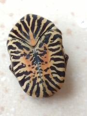 Gymnetis stellata