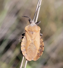 Spartocera diffusa