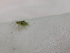 Dryophilocoris flavoquadrimaculatus