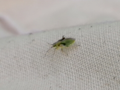 Dryophilocoris flavoquadrimaculatus