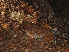 Quasipaa exilispinosa