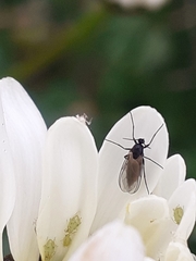 Diptera