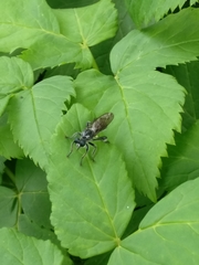 Laphria canis