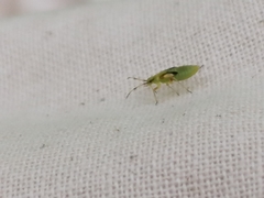 Dryophilocoris flavoquadrimaculatus
